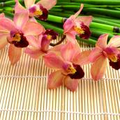 Орхидея и бамбук