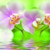 Орхидея на воде зеленая