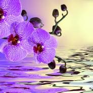 Орхидея на воде