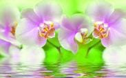 Орхидея на воде зеленая
